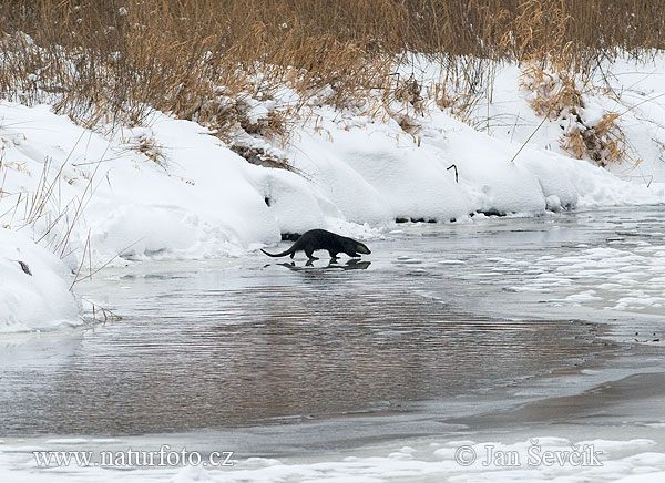 Lontra europea