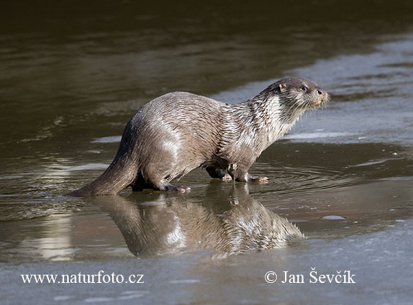 Lontra europea