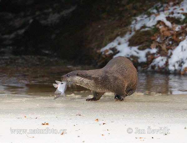 Lontra europea