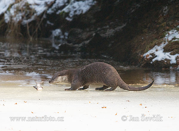 Lontra europea