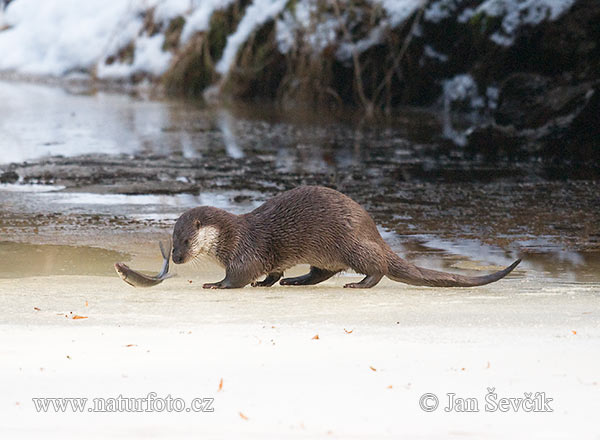 Lontra europea