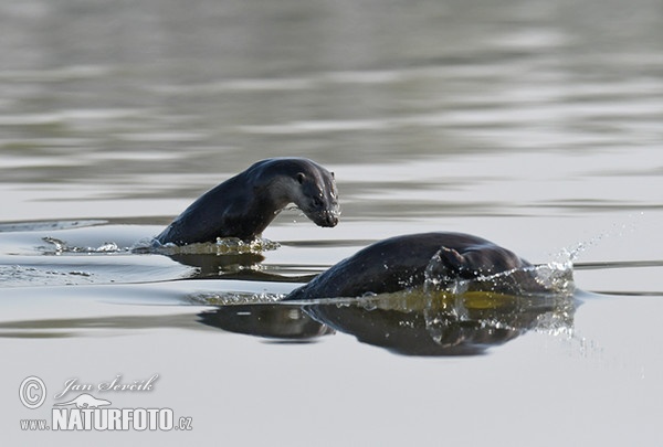 Lontra-europeia