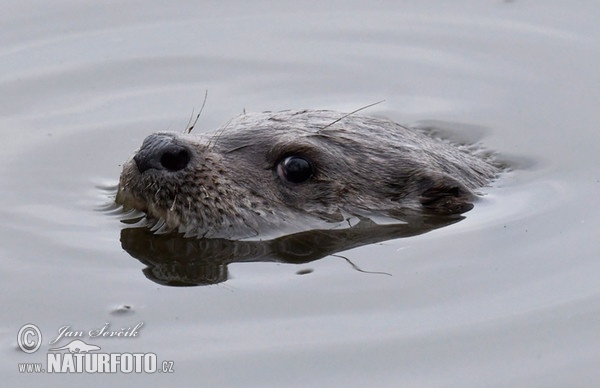 Loutre d'Europe