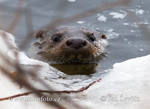 Loutre d'Europe