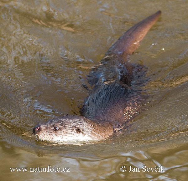 Loutre d'Europe