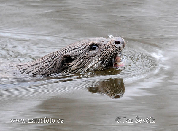 Loutre d'Europe