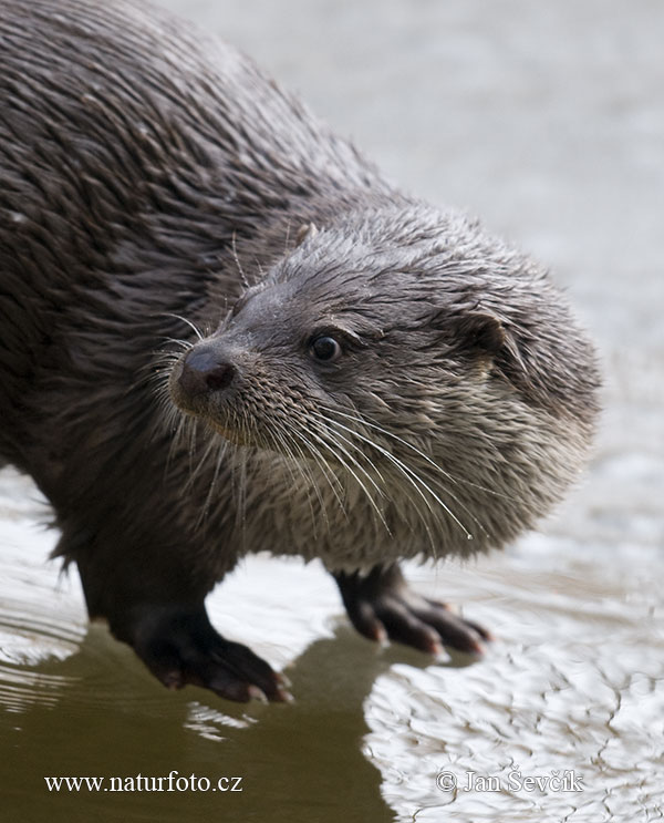 Loutre d'Europe