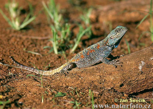 lue Headed Blueheaded Southern Tree Agama