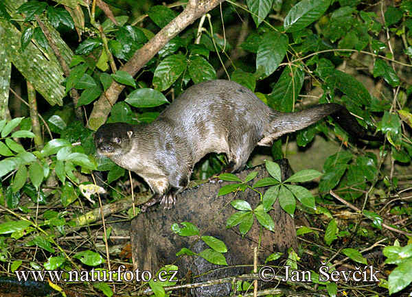 Lutra longicaudis