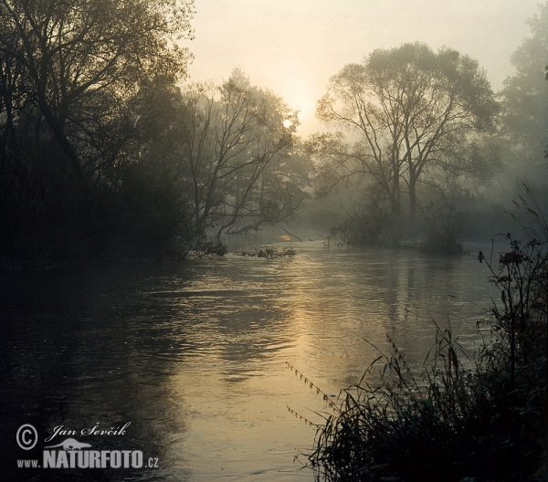 Lužnice River (Tre)