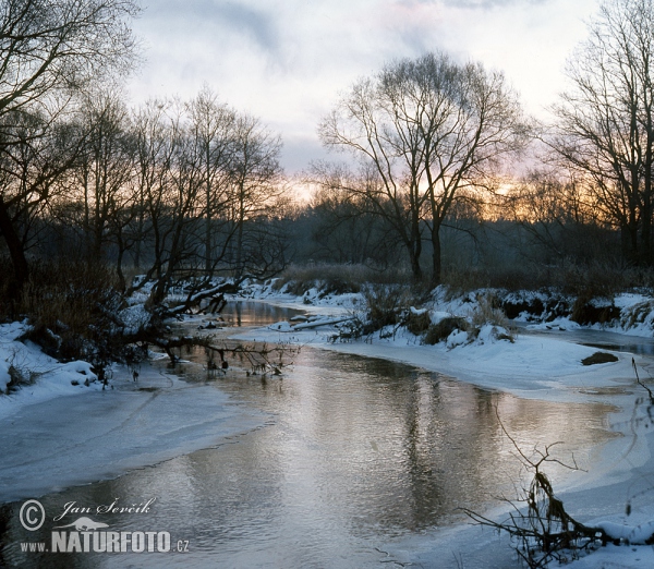 Lužnice River (Tre)