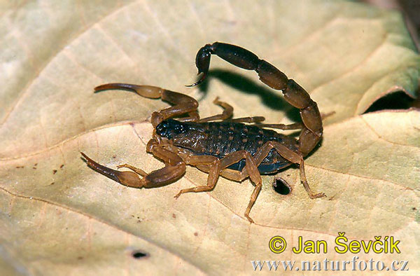 Lychas mucronatus