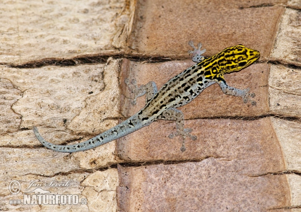 Lygodactylus luteopicturatus