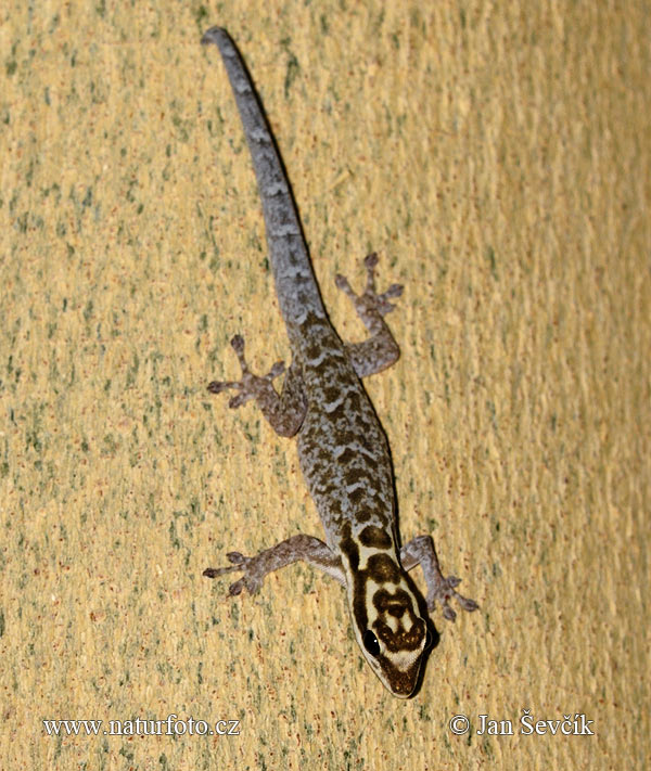 Lygodactylus mombasicus