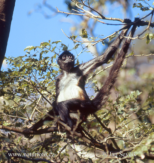 Macaco-aranha-de-geoffroy Fotografia, Fotos