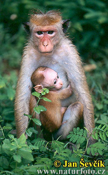 Macaco dal berretto