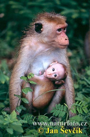 Macaco dal berretto