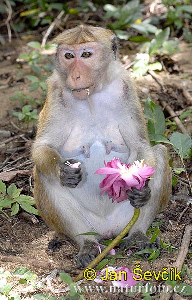 Macaco dal berretto