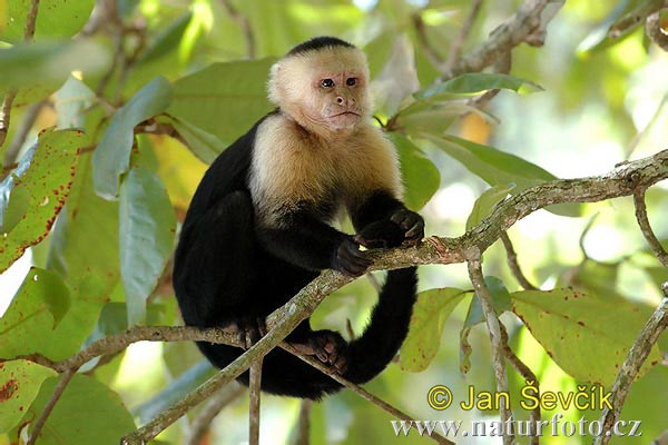 Macaco-prego-de-cara-branca Fotografia, Fotos