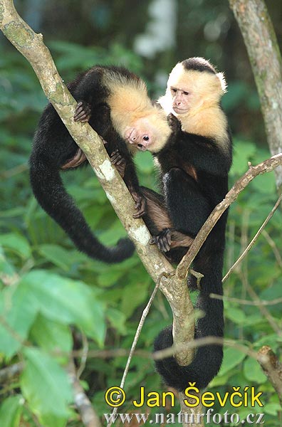 Macaco-prego-de-cara-branca Fotografia, Fotos