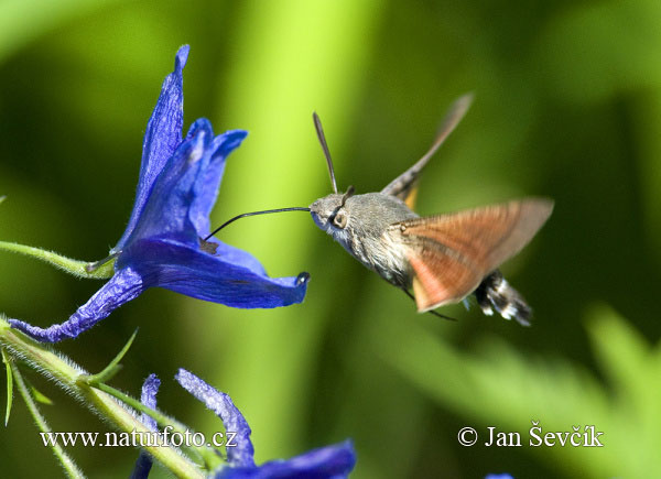 Macroglossum stellatarum