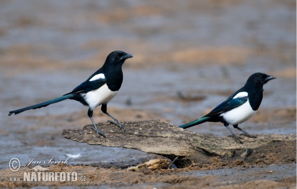 Magpie (Pica pica)