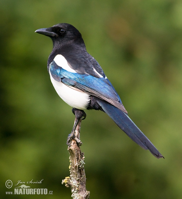 Magpie (Pica pica)