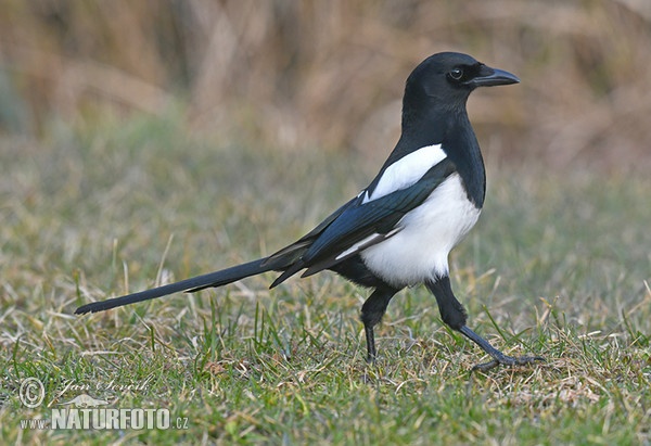 Magpie (Pica pica)