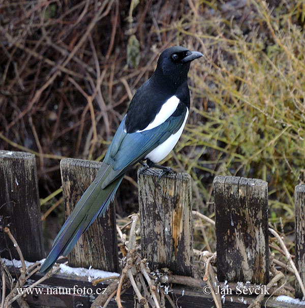 Magpie erasia