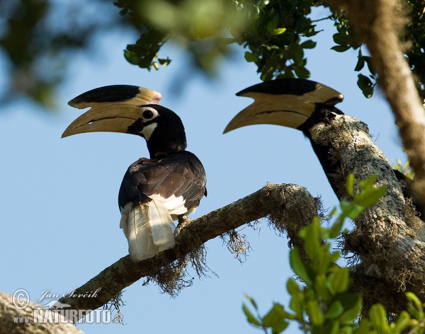 Malabar Pied Hornbill (Anthracoceros coronatus)