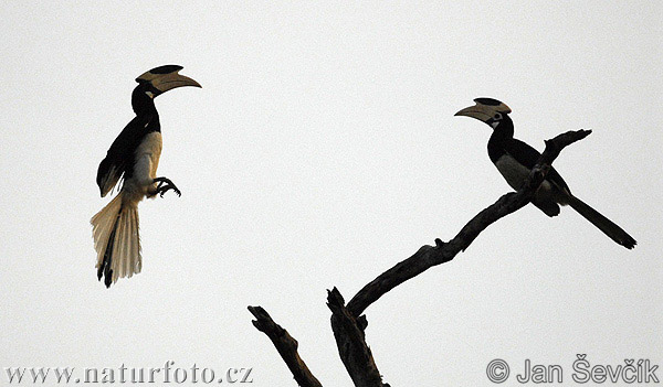 Malabarneushoornvogel