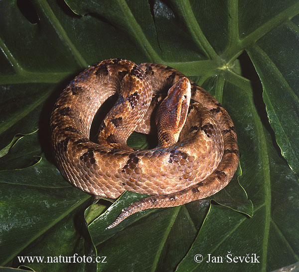 Malayan pit Viper (Calloselasma rhodostoma)