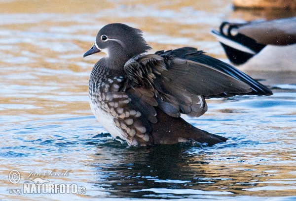 Mandarin Duck (Aix galericulata)