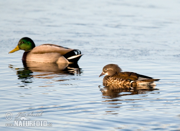 Mandarin Duck (Aix galericulata)