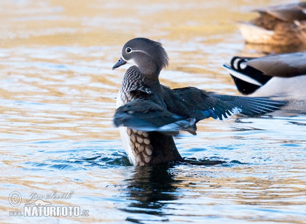 Mandarin Duck (Aix galericulata)