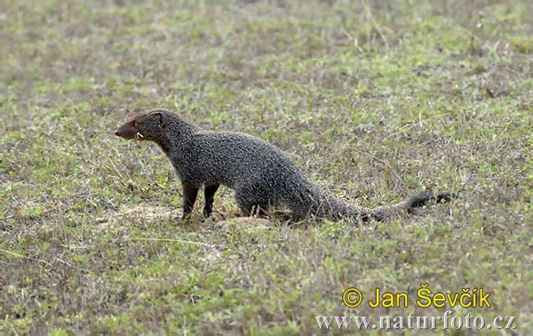 Mangosta hindú gris