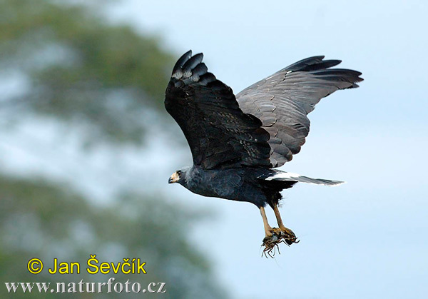 Mangrove Black -Hawk (Buteogallus subtilis)