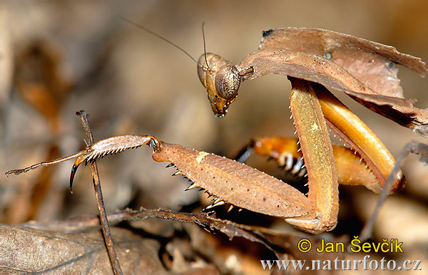 Mantis (Deroplatys dessicata)
