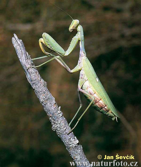 Mantis (Hierodula tenuidentata)