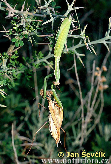 mantis religiosa