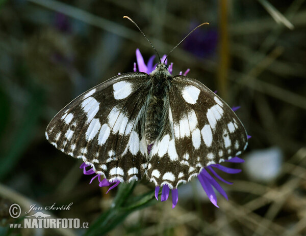 Marbled White (Melanargia galathea)