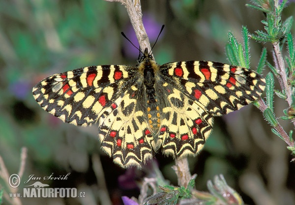 Mariposa arlequín