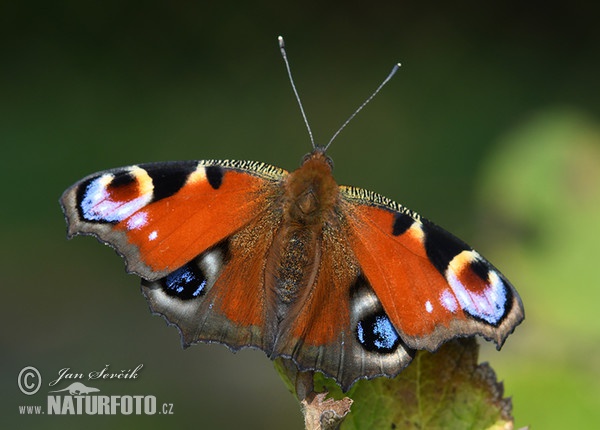 Mariposa pavo real