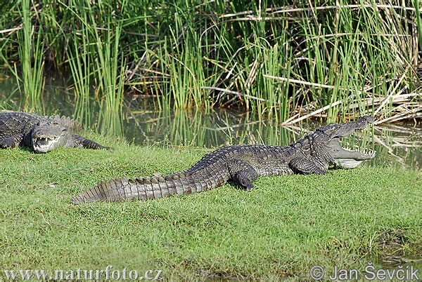 Marsh crocodile (Crocodylus palustris)