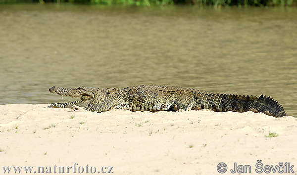 Marsh crocodile (Crocodylus palustris)