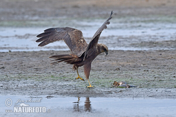 Marsh Harrier (Circus aeruginosus)