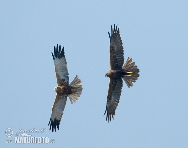 Marsh Harrier (Circus aeruginosus)