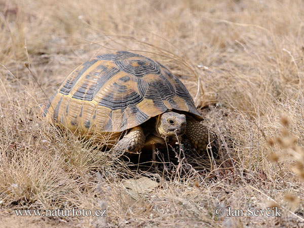 Maurisk landskildpadde