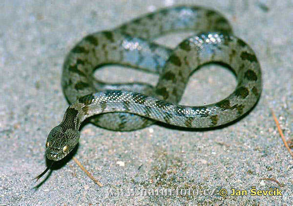 Mediterranean Cat Snake (Telescopus fallax)