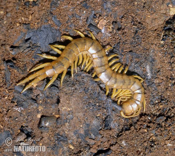 Megarian banded centipe (Scolopendra cingulata)